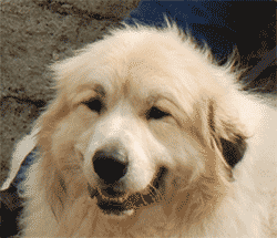 Great Pyrenees Mountain Dog