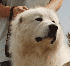 Great Pyrenees Mountain Dog