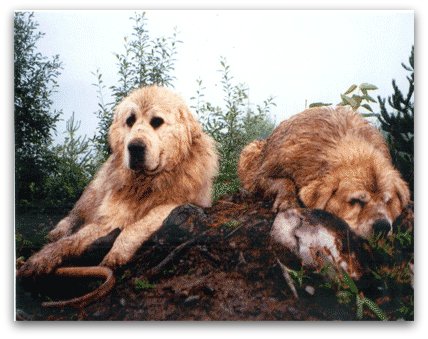 great pyrenees wolf