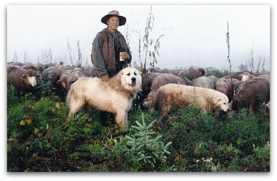 Livestock Guardian Dogs at Work