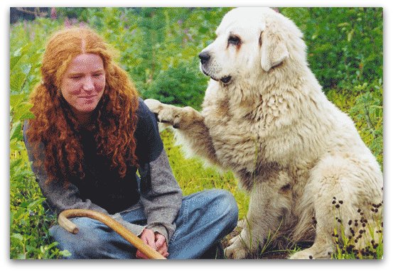 angry great pyrenees