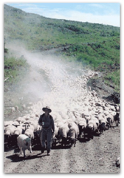 Livestock Guardian Dogs at Work