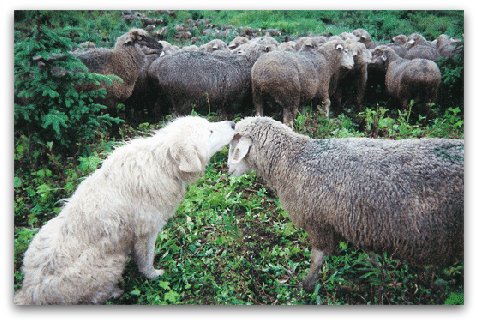 Livestock Guardian Dogs at Work