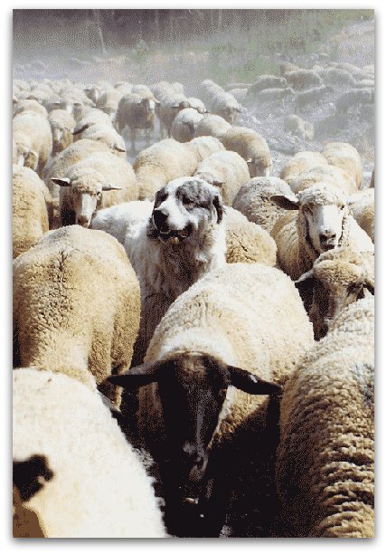 Livestock Guardian Dogs at Work