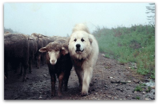 Livestock Guardian Dogs at Work