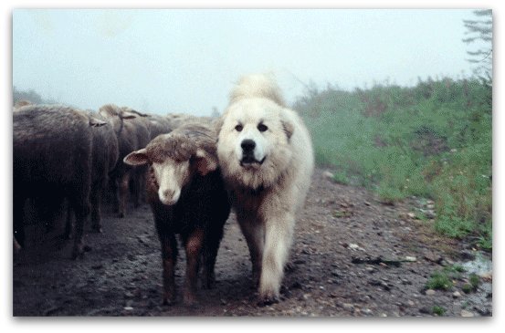 are great pyrenees good guard dogs