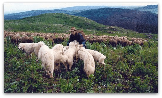 Livestock Guardian Dogs at Work