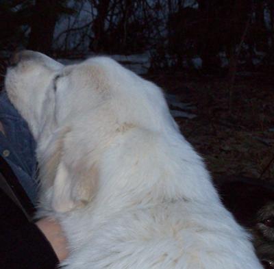 Frank the fearless Great Pyr