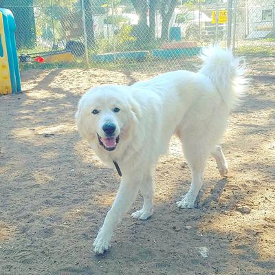 @Zeke_The_Pyr (Follow Him on Instagram!)