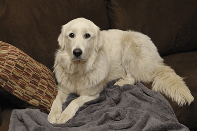 Great Pyrenees Rescue Alice