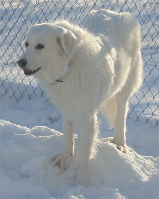 Great Pyrenees Rescue Alice