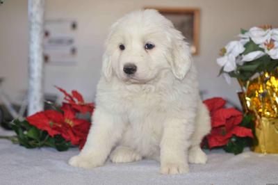 great pyrenees allergies