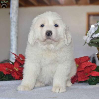 great pyrenees allergies