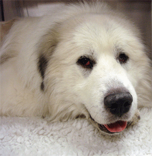 Great Pyrenees Rescue Apollo