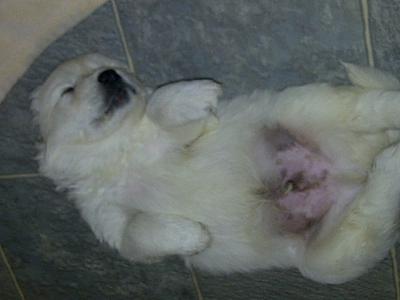 Pyr Pup!!