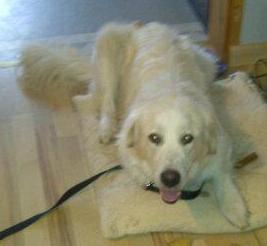 Bear prefers the bed to the scary floor!