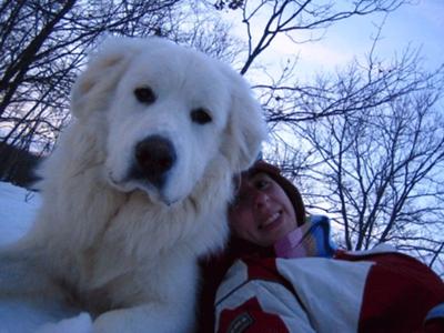 Great Pyrenees Rescue Bear