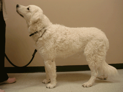 Great Pyrenees Rescue Bumbles