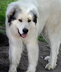 Great Pyrenees Rescue Zeus / Bubba