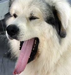 Great Pyrenees Rescue Zeus / Bubba