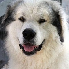 Great Pyrenees Rescue Zeus / Bubba