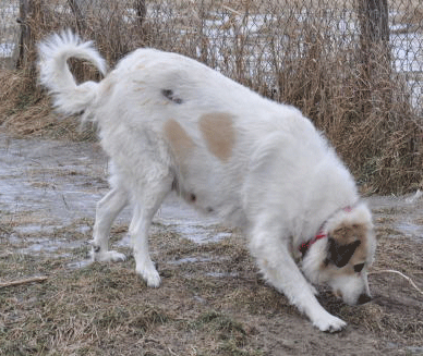 Great Pyrenees Rescue