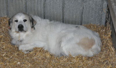 Great Pyrenees Rescue
