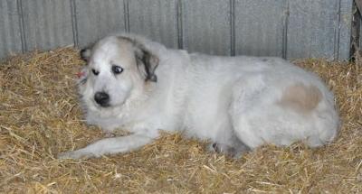 Great Pyrenees Rescue