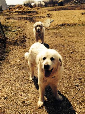 Lexi is in front (black nose)