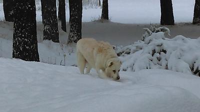 loves the snow!