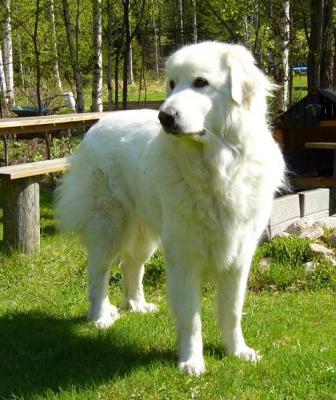 Frank - the Guardian Great pyr