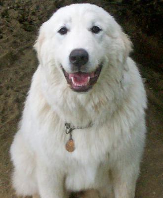 baby great pyrenees