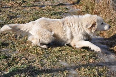 Great Pyrenees Rescue Abbie