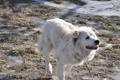 Great Pyrenees Rescue Abbie