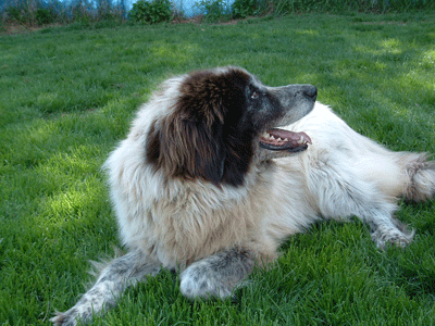 Great Pyrenees Cross Rescue Bella