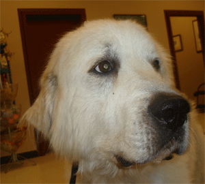 Great Pyrenees Rescue Ben