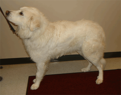 Great Pyrenees Rescue Big Ben