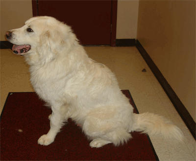 Great Pyrenees Rescue Big Ben