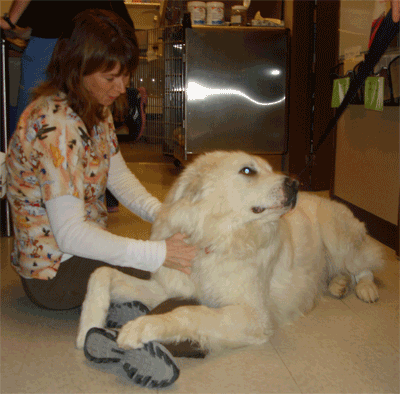 Great Pyrenees Rescue Big Ben