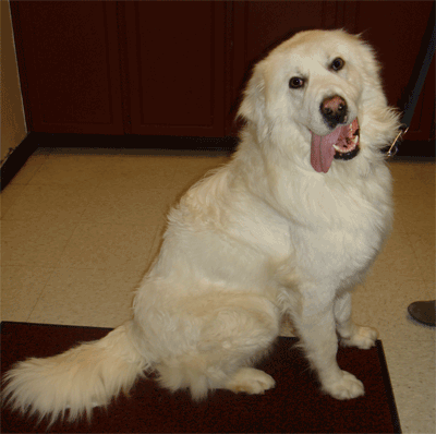 Great Pyrenees Rescue Big Ben