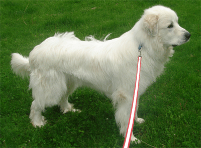 Great Pyrenees Rescue Bubba