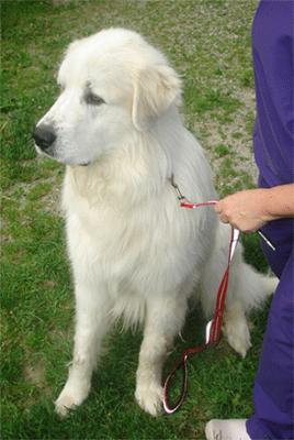 Great Pyrenees Rescue Bubba