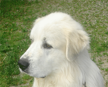 Great Pyrenees Rescue Bubba