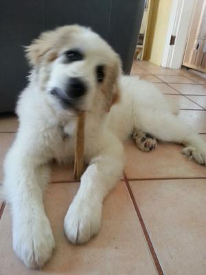 Great Pyr Rescue - Conner