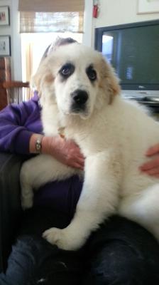Great Pyr Rescue - Conner