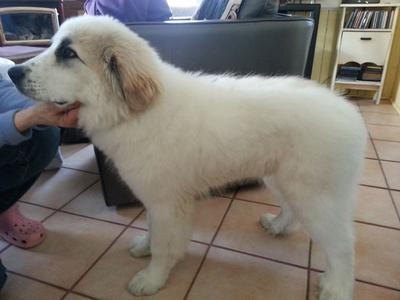 Great Pyr Rescue - Conner