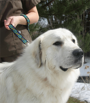 Great Pyrenees Rescue Dakota