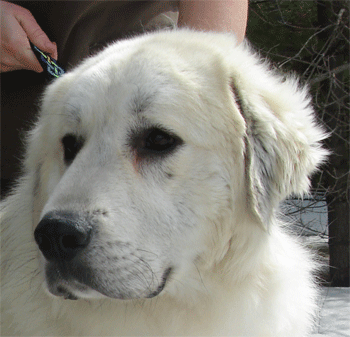 Great Pyrenees Rescue Dakota