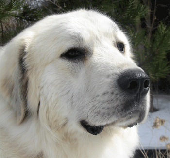 Great Pyrenees Rescue Dakota