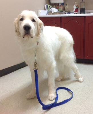 Great Pyr Rescue - Fuji